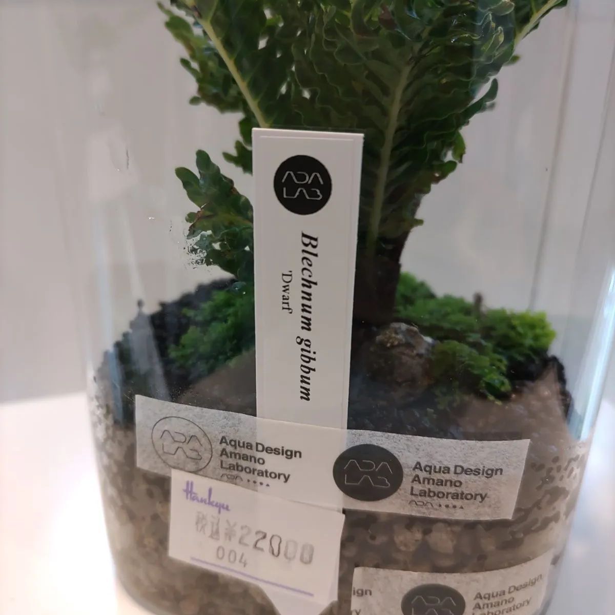 ブレクナム　ギッバムドワーフ ブレクナム ギッバム ドワーフ 「Blechnum gibbum Dwarf 」75B