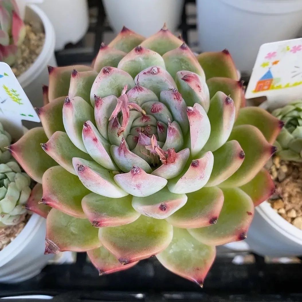 マロン様確認用 そのまま飾れる多肉植物寄せ植え リース 管理書付