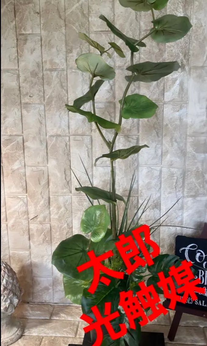 光触媒 人工観葉植物 ウォールグリーン 造花 アレンジ シーグレープと ...