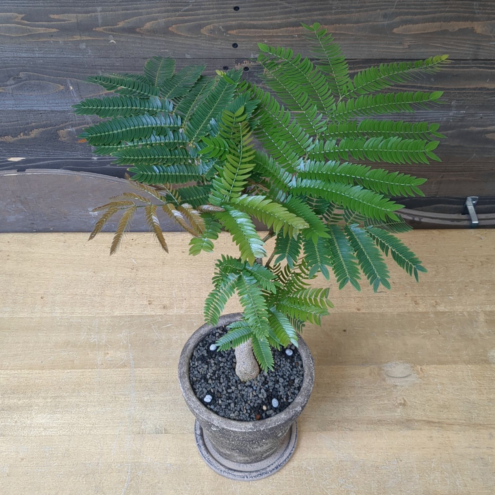 エバーフレッシュ 実生【幹太】 室内の観葉植物に 鉢のまま発送 C