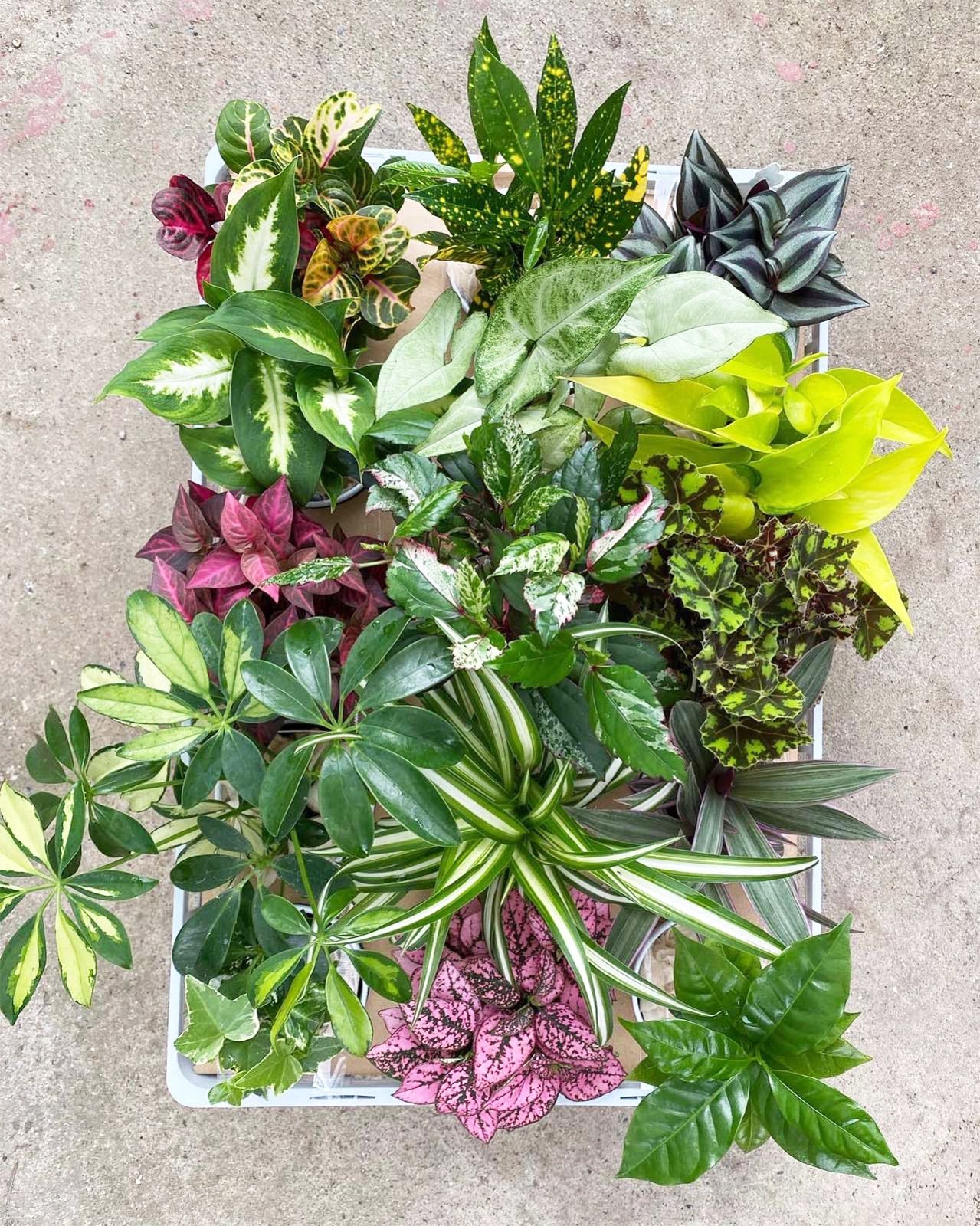 ポトス AWドリーム 激レア 新品種 ハンギング 観葉植物 希少 AW