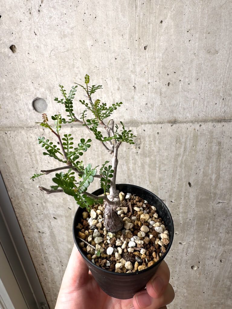 良形 オペルクリカリア パキプス 実生 6年目 良型 オペルクリカリア 【多数