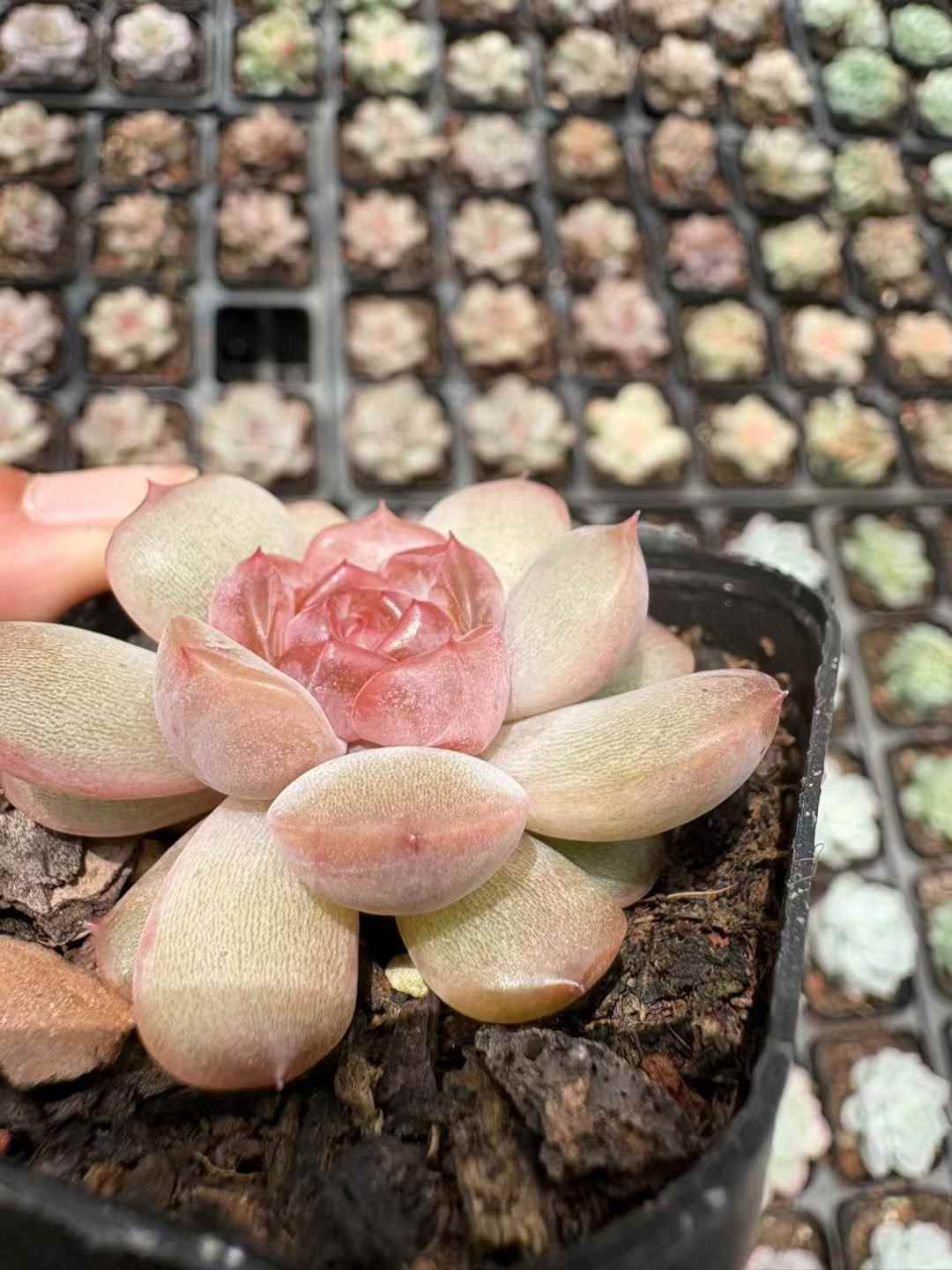 50株の抜き苗セット】レッドラブ 多肉植物 佐川急便発送 エケベリア