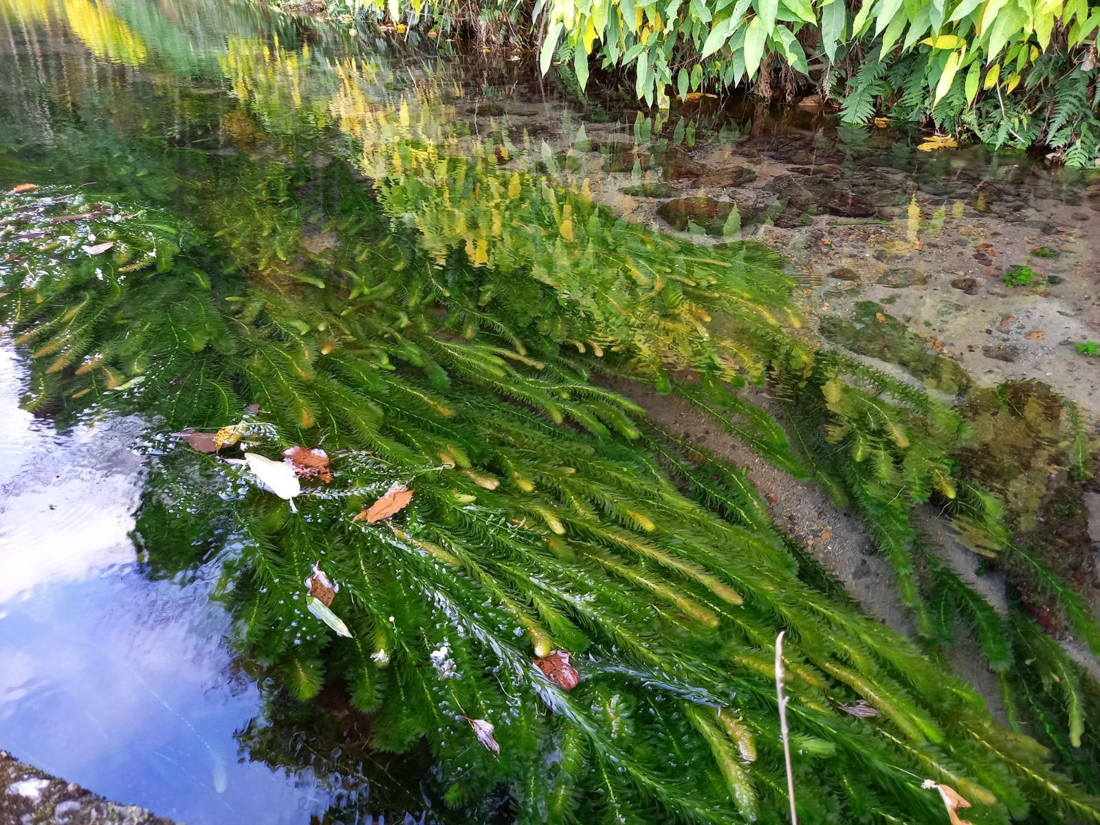 1000本以上 阿蘇の湧水で育った水草 天然アナカリス - 熱帯魚 