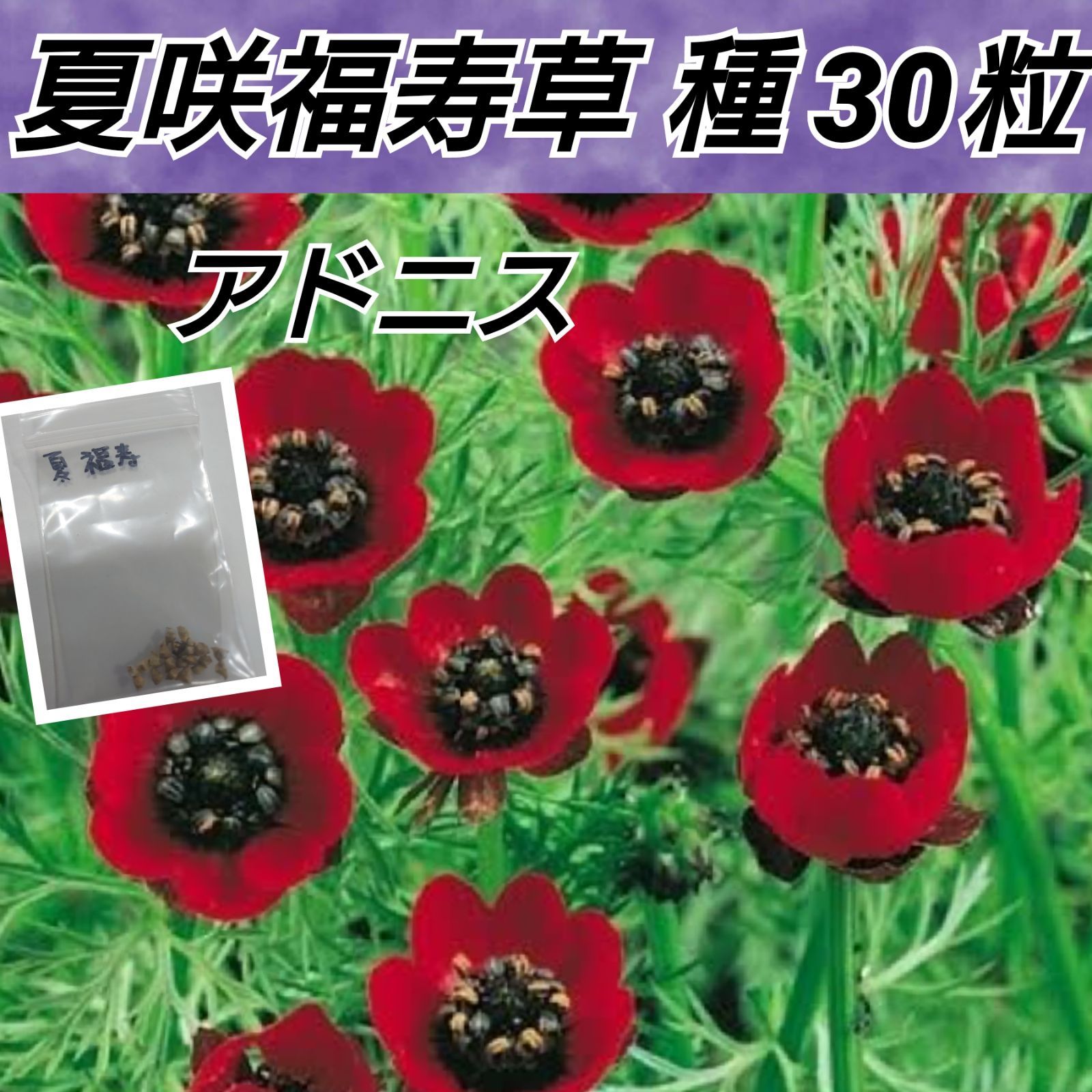夏福寿草の種 30粒
