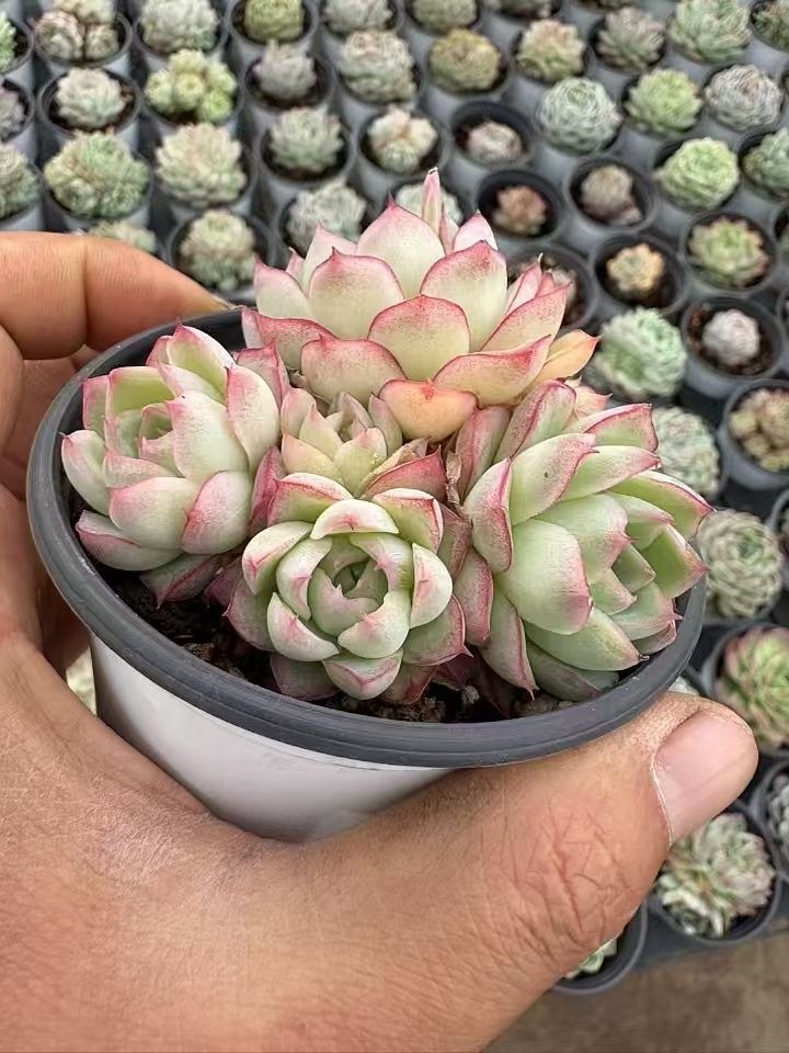 新入荷 ヤキビ C6041×105苗 土付き 多肉植物 詰め合わせ エケベリア