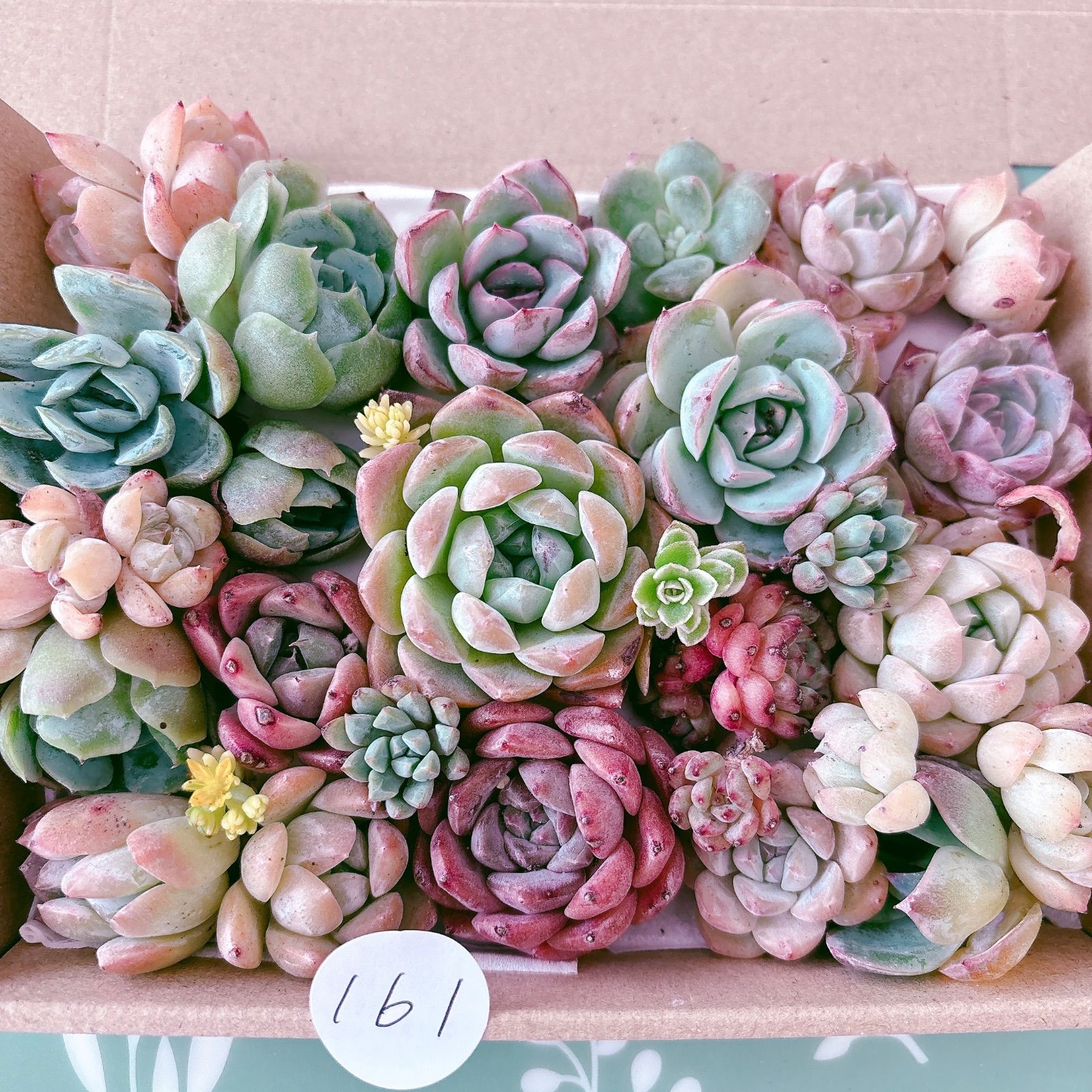 多肉寄せ植え 多肉植物寄せ植え | ブログ | 通販で多肉植物なら「Saiki Engei」