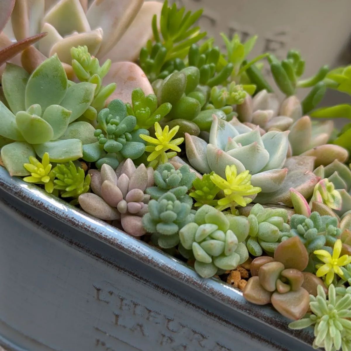 多肉植物カット苗☆☆寄せ植え 楽天市場】【ﾏﾗｿﾝ期間限定ｴﾝﾄﾘｰでさらにP5倍】多肉植物 寄せ