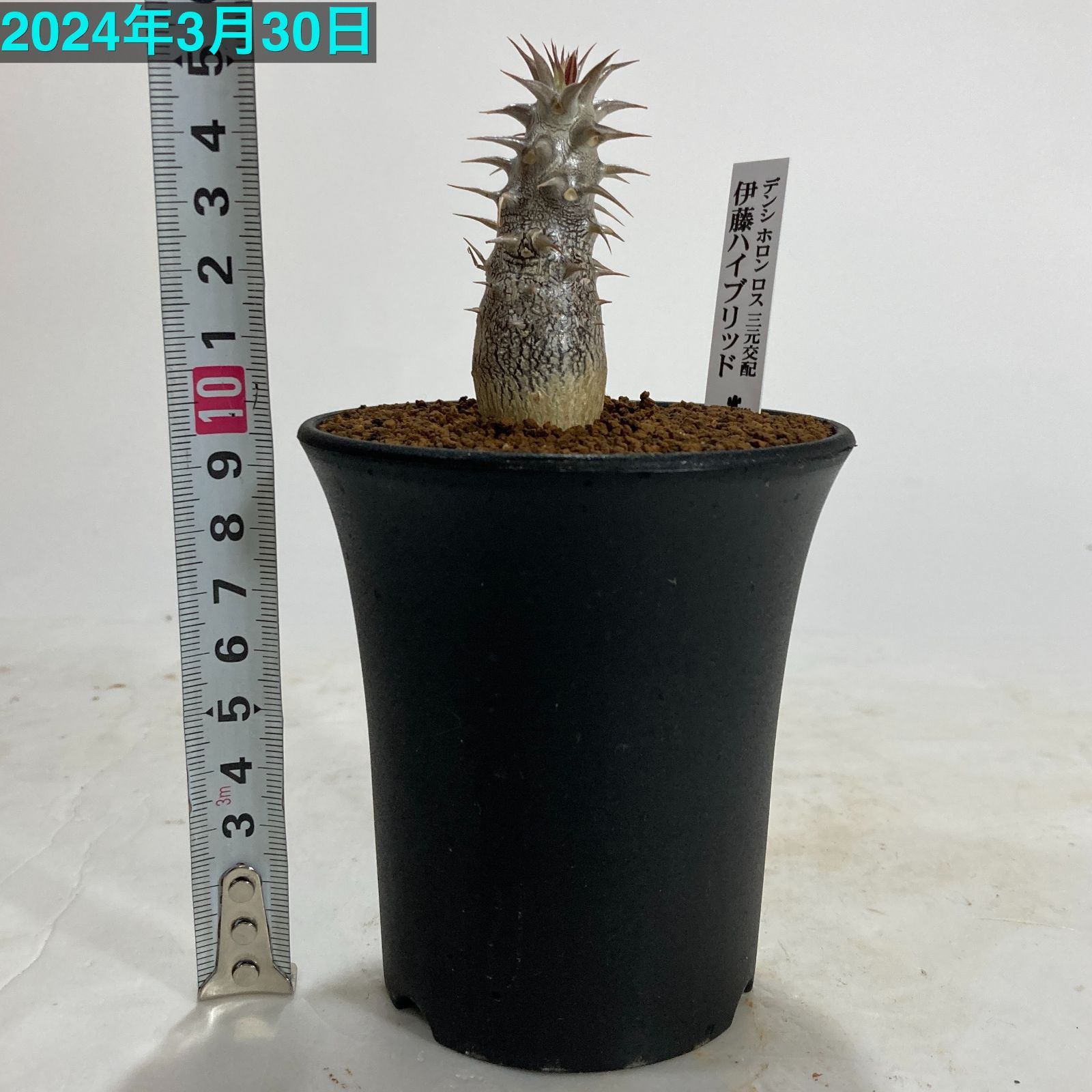 塊根植物 パキポディウム 伊藤ハイブリッド(デンシ・ホロン・ロス三元