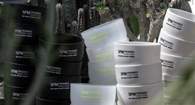 酉 5pm.twcaudex プラスチック 鉢 選べる3鉢セット！ - メルカリ