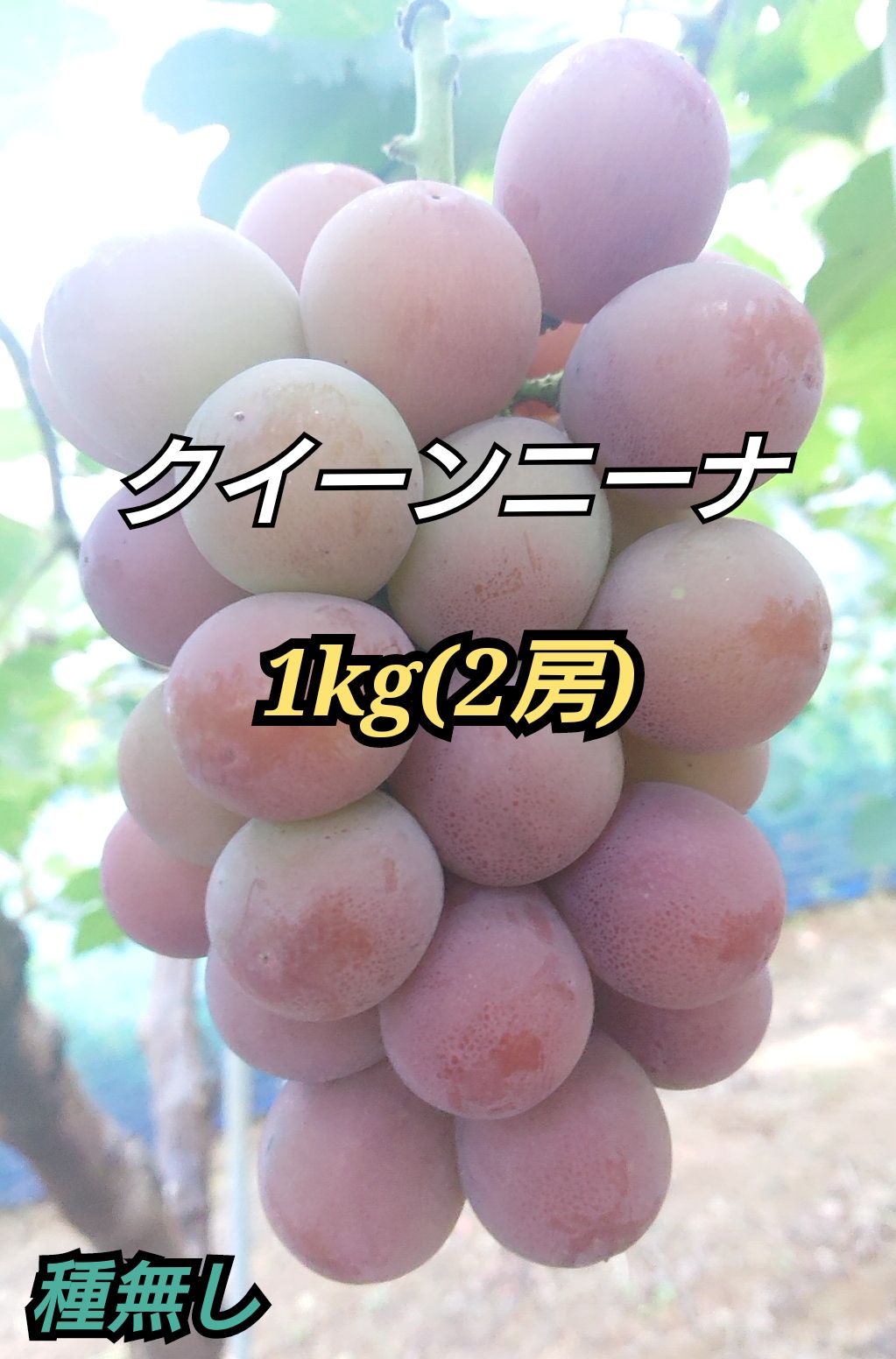 岡山県産クイーンニーナ 2房 楽天市場】クイーンニーナ 1.2kg 種無し ぶどう 岡山県産 2〜3房