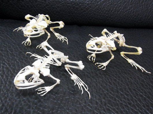 インドネシア ヌマガエルの骨格標本 - メルカリ