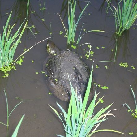 【広島県産】　げんき米い～ね！ヒノヒカリ30kg（精米後27kg）