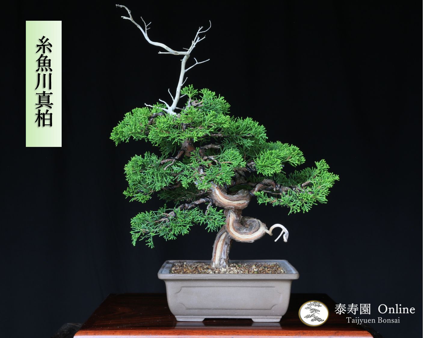 糸魚川真柏 捻転幹 ジン シャリ 小品盆栽 泰寿園 Online 現品 真柏 松柏 松 室内 鑑賞 趣味 卓上盆栽 盆栽鉢 グリーン 和 ギフト プレゼント 贈答品 誕生日 母の日 父の日 敬老の日 記念日 お祝い 優良葉性 インテリア 4