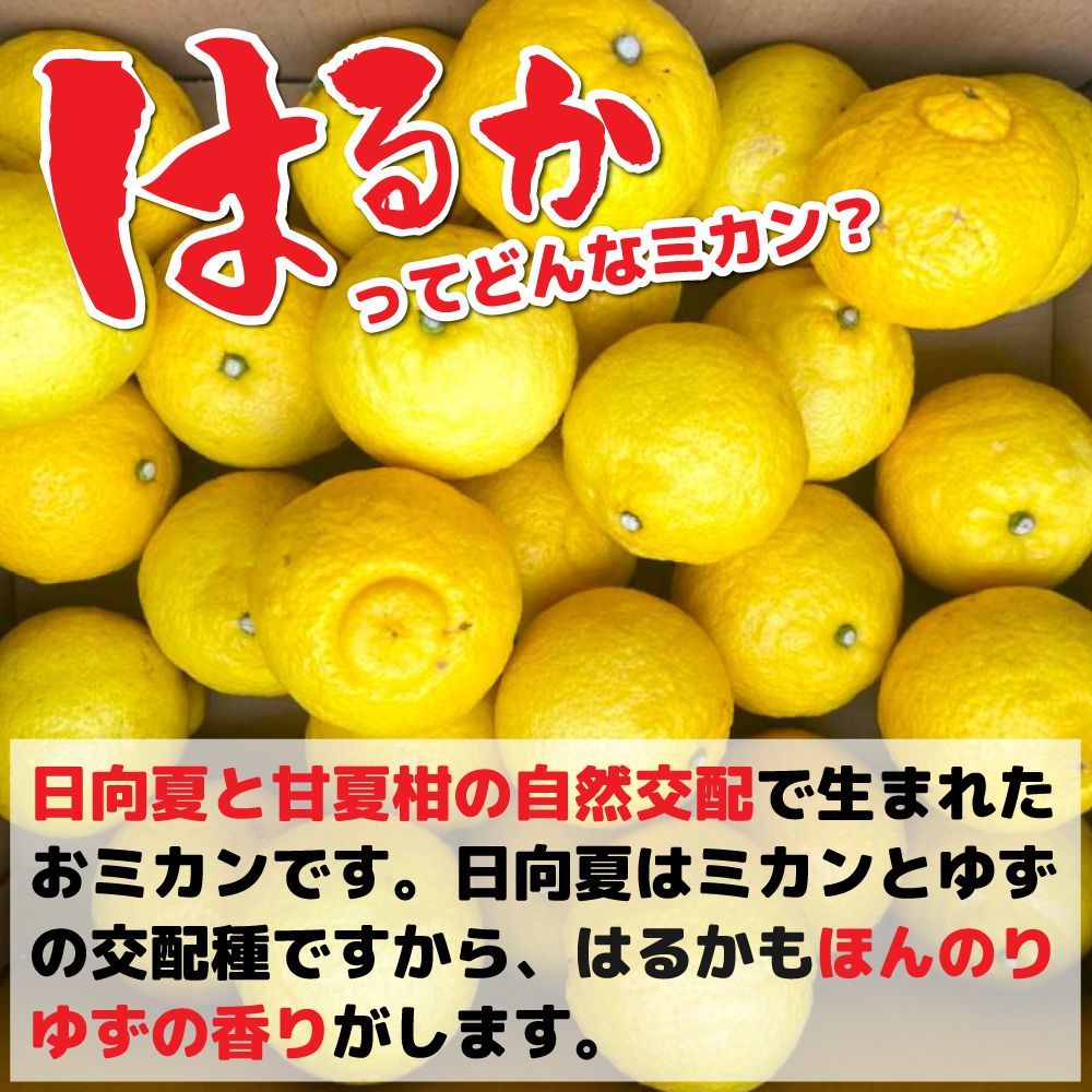 のサムネイル