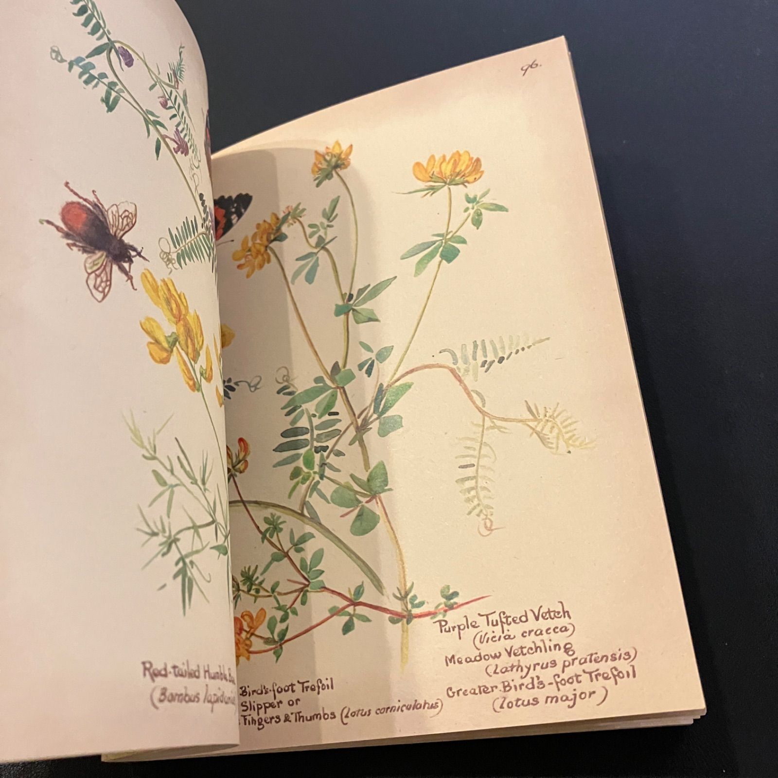 19世紀田舎暮らしの女性の絵日記　The Country Diary of an edwardian Lady