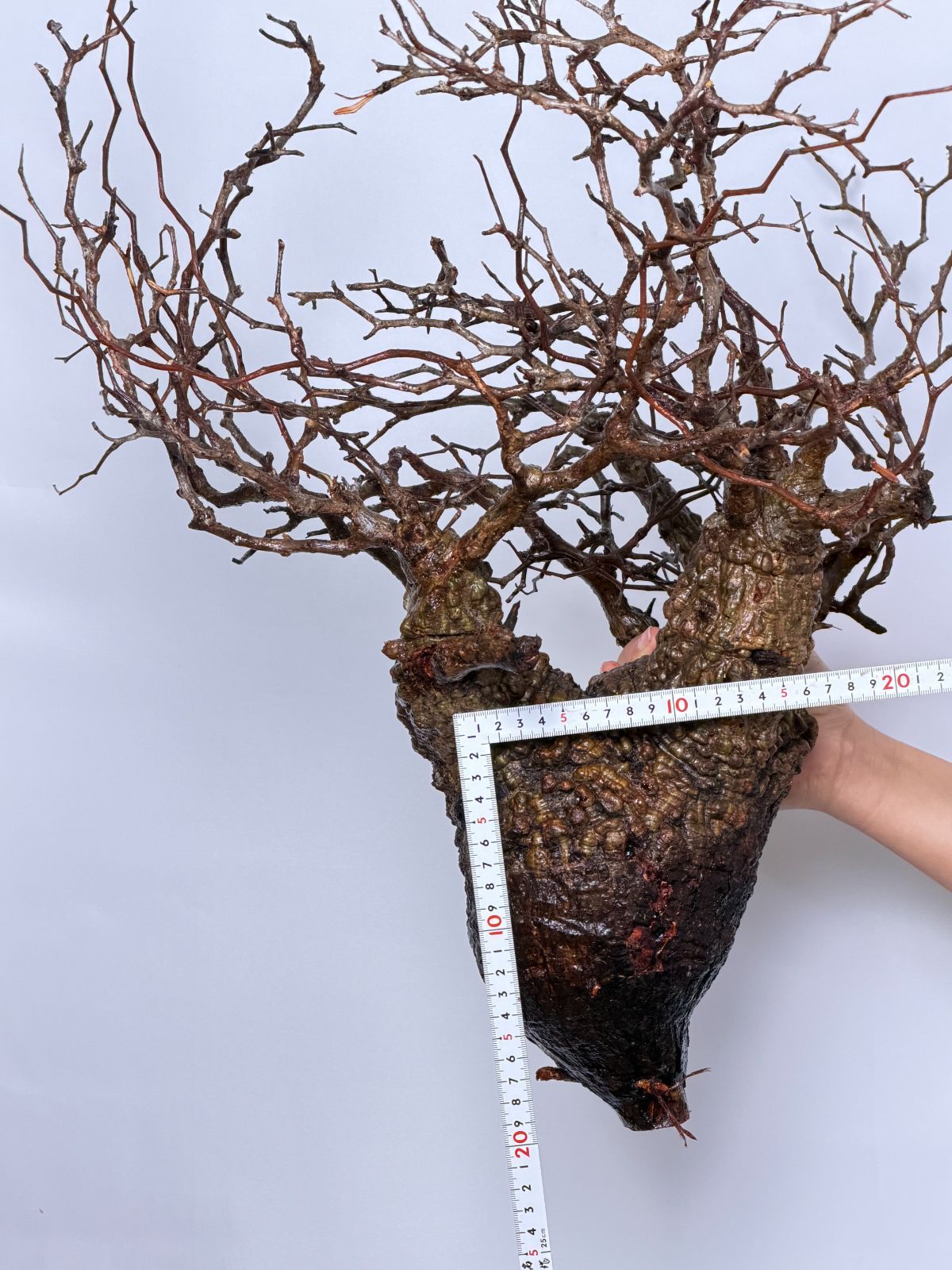 オペルクリカリア