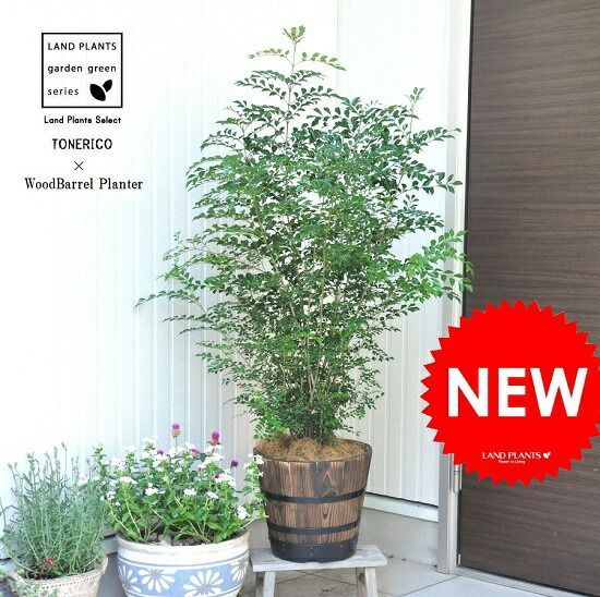 コネクト konect レイヤーポット / 植木鉢 塊根植物 アガベ パキプス