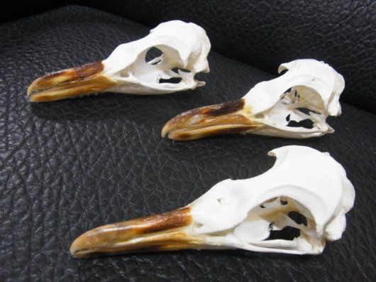 貴重！マゼランペンギン 頭骨 - 頭骨・骨格標本・剥製 CORE-BOX - メルカリ