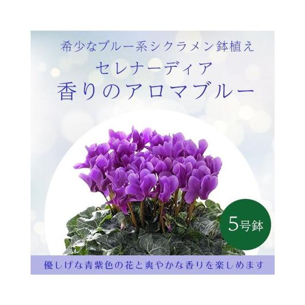 【中古】 ドキュメント戦後教育の断面 下/明治図書出版/安達拓二 中古】 ドキュメント 戦後教育の断面 下 / 安達 拓二 / 明治図書出版