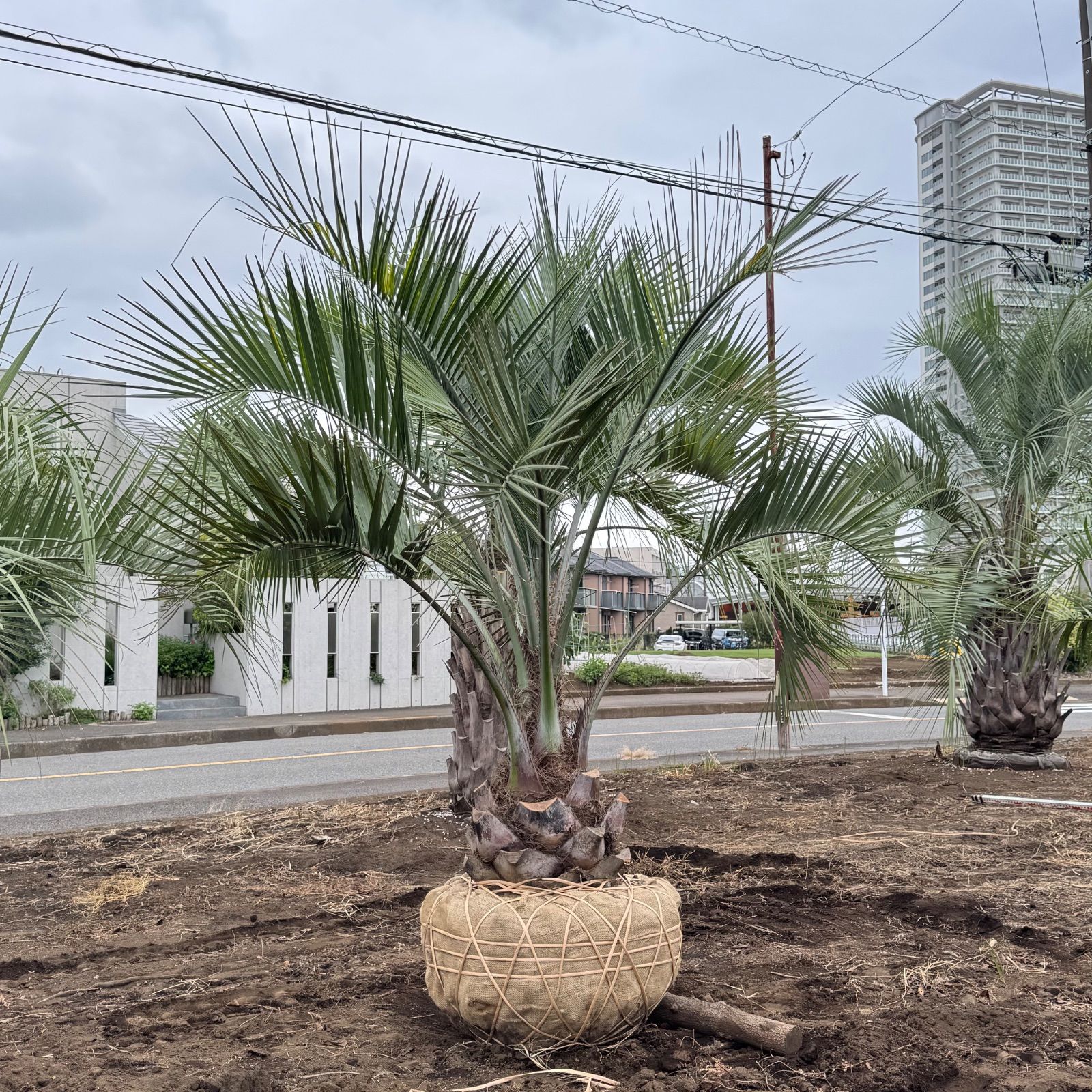 激安】2.3m 幹太 ココスヤシ - メルカリ