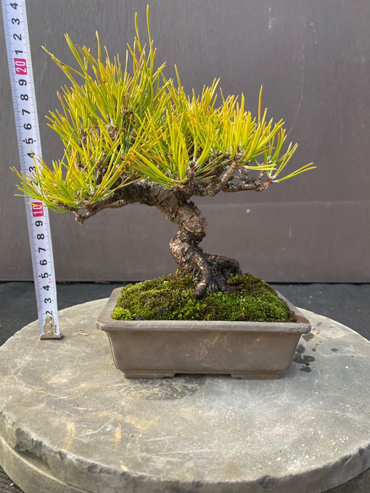 ポヨヨン　青と白プラスチック製花筒　各10個セット　ポヨヨン ポヨヨン様専用 青と白プラスチック製花筒 各10個セット ポヨヨン様専用