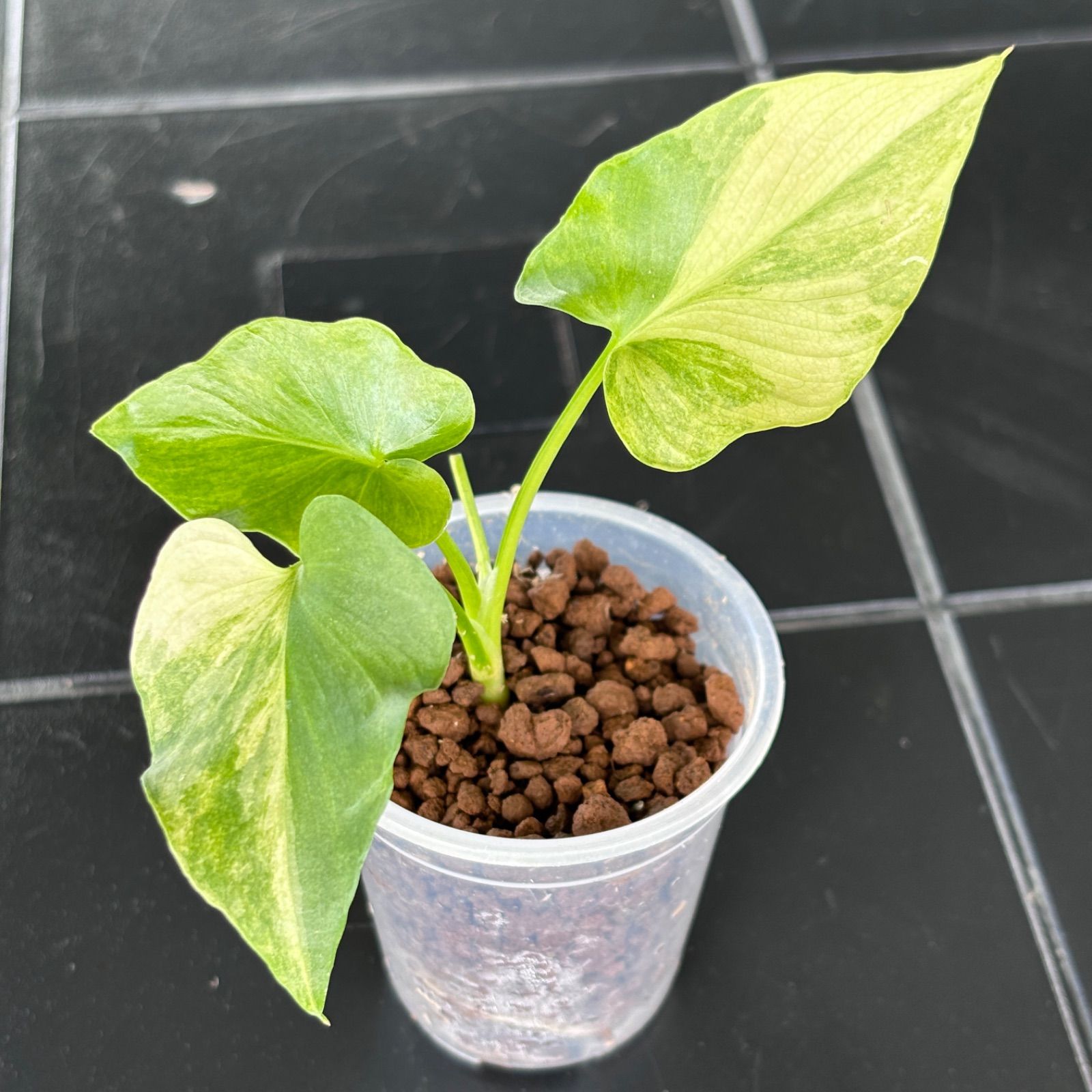 フィロデンドロン セローム 斑入り(Philodendron selloum