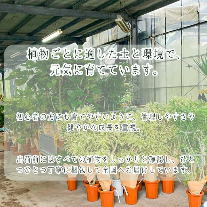 ピンク斑入りバナナ B2