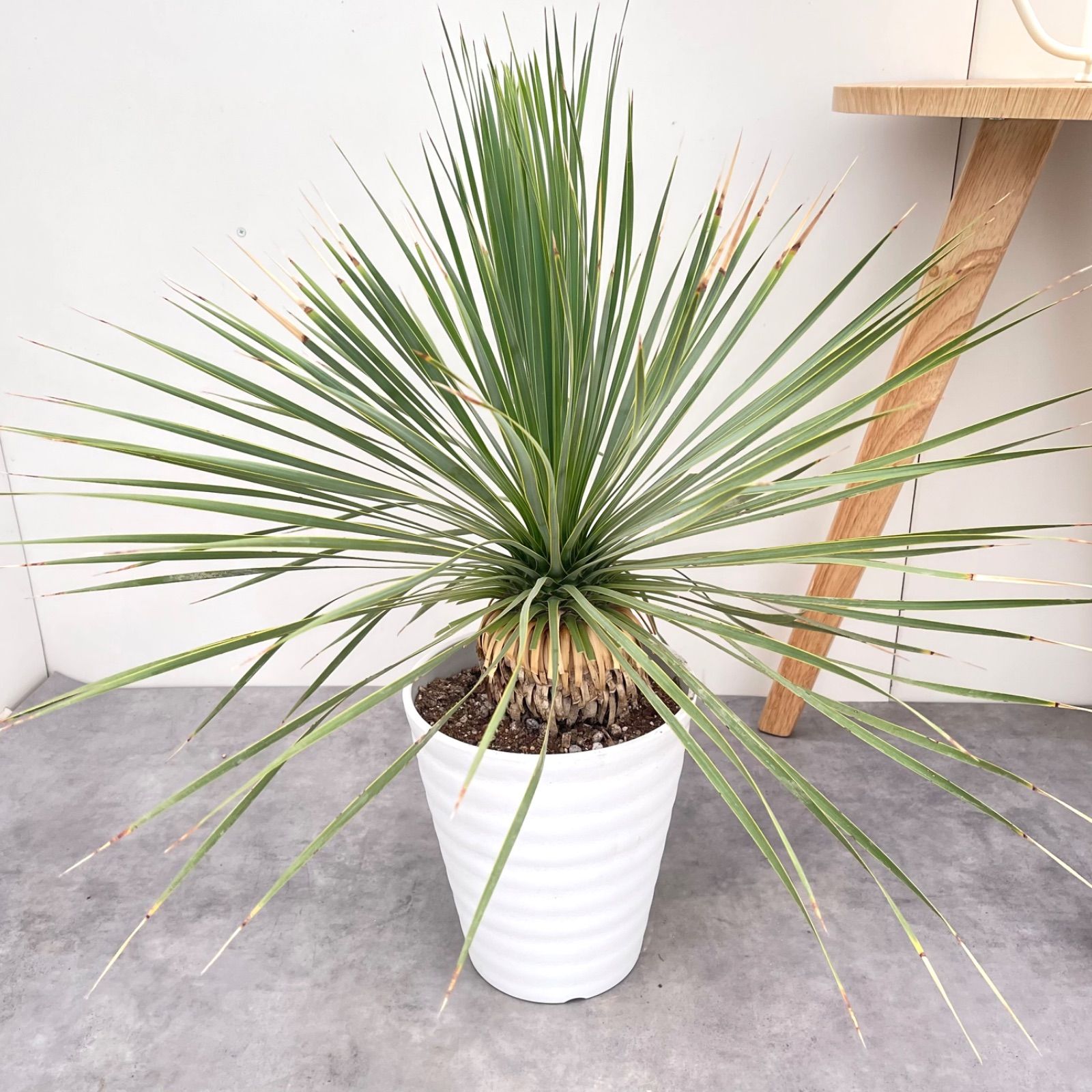 現品 観葉植物
