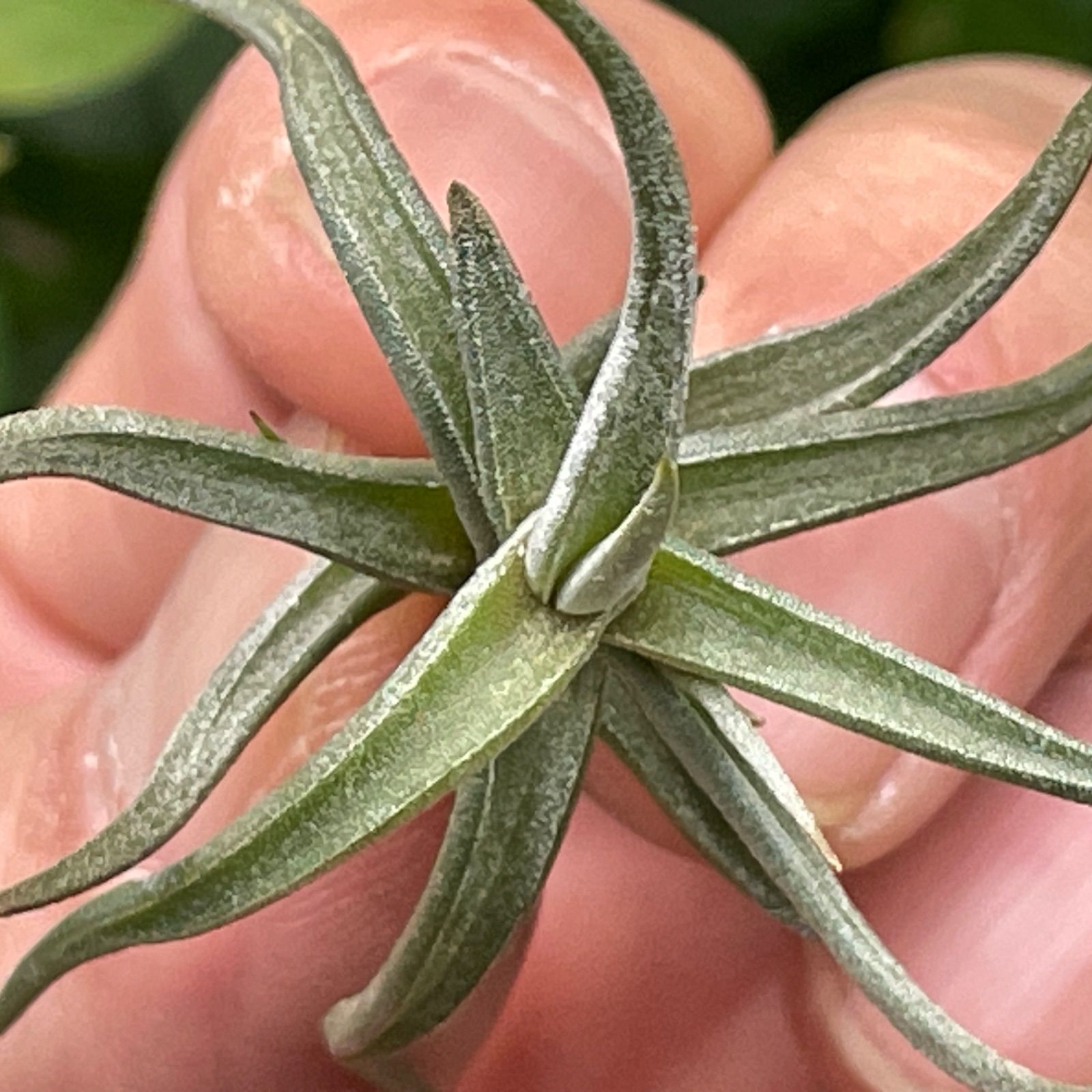 チランジア レクタングラ Tillandsia rectangula＊エアプランツ