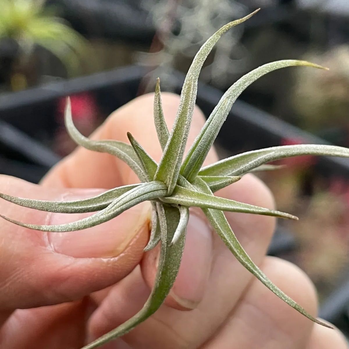 チランジア レクタングラ Tillandsia rectangulaエアプランツ - メルカリ