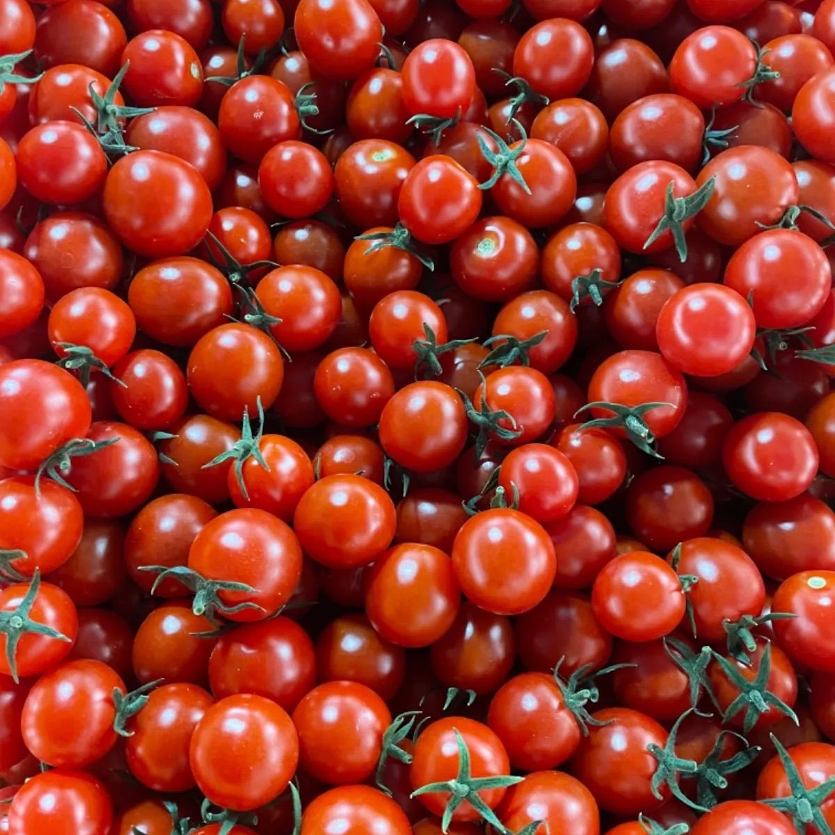 まとめ割り 濃くて甘い 熊谷産 はちのミニトマト4.8kg