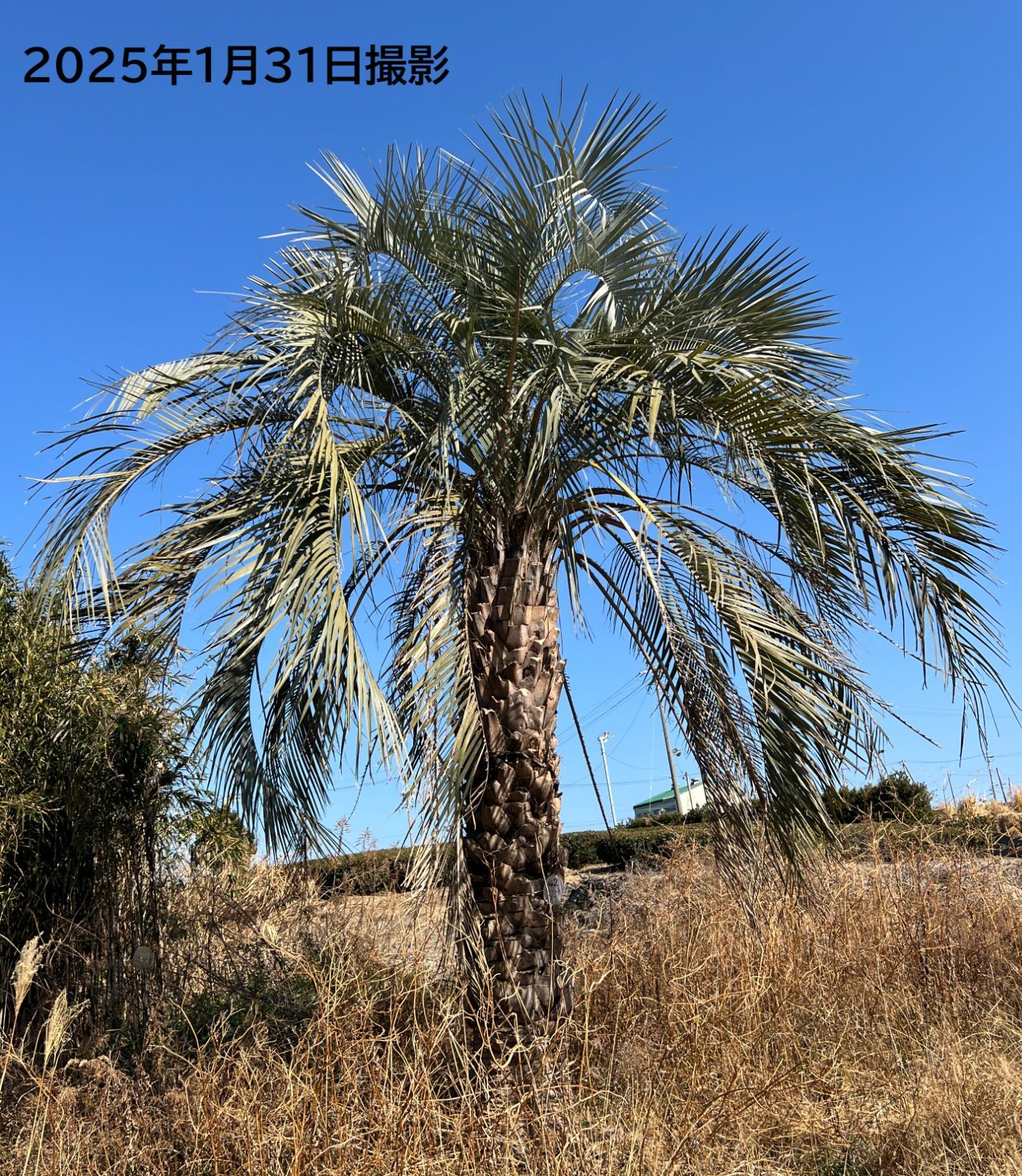 配達無料・植樹込み】樹齢約80年の巨大ココスヤシ 静岡県・御前崎産
