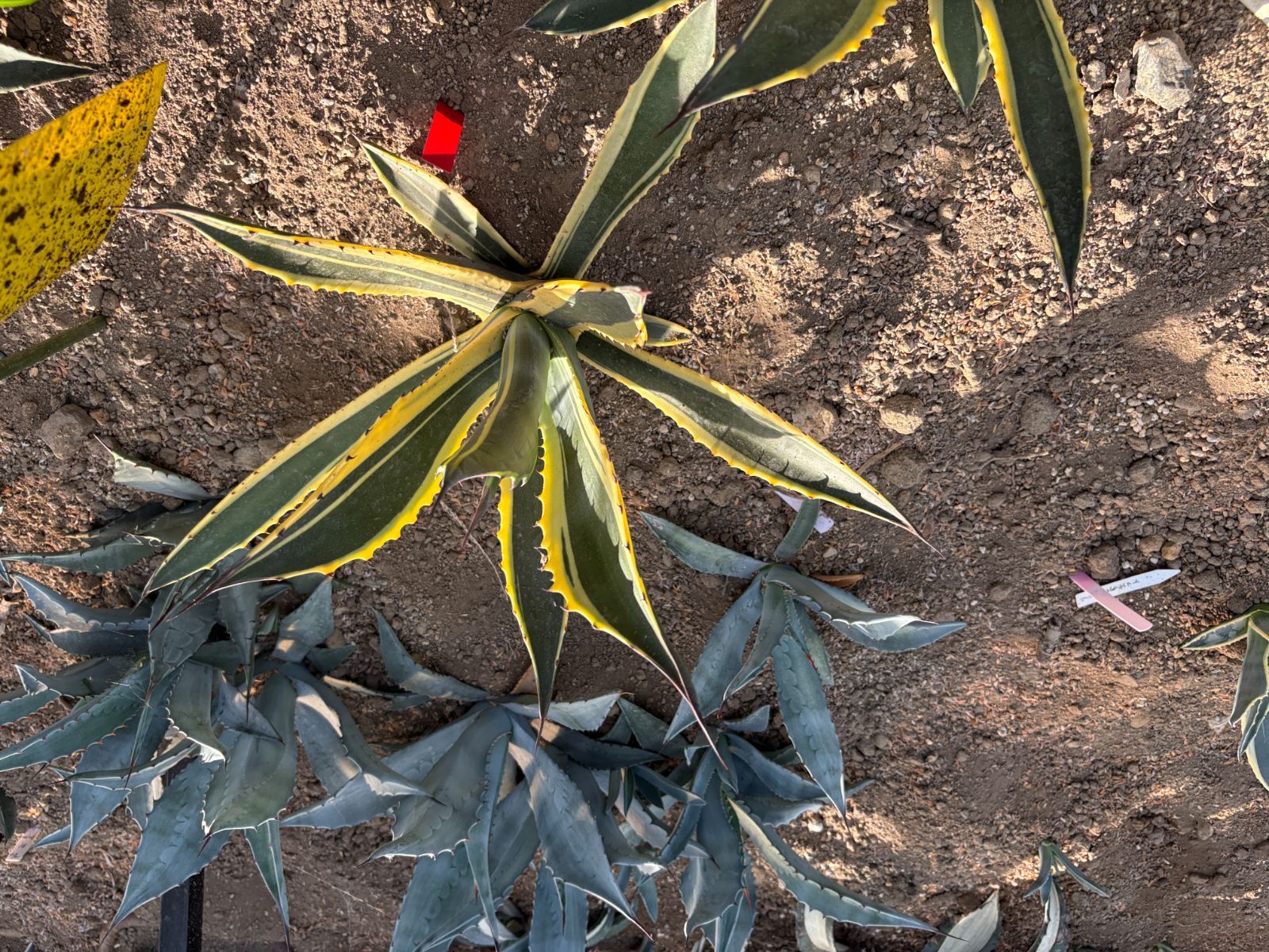 アガベ サルミアナ トニーズタイガー 直径約40㎝ AGAVE 【公式通販】