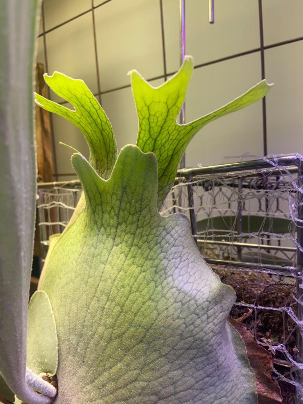 P. veitchii cv. Celso Tatsuta （OC） - メルカリ