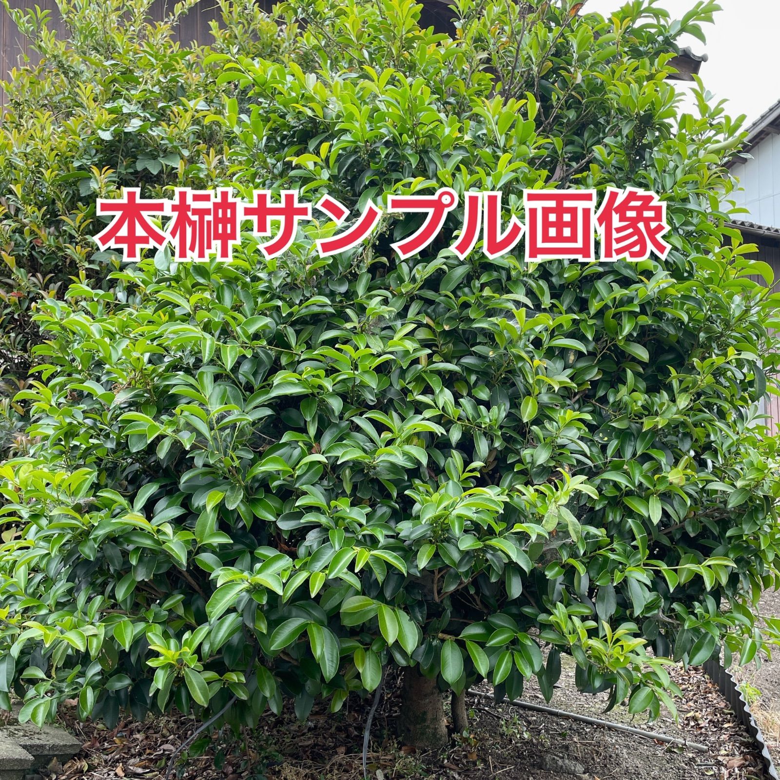 植物/本榊 実生幼苗 9cmポット 複数本(写真は約30本以上)（月曜日発送
