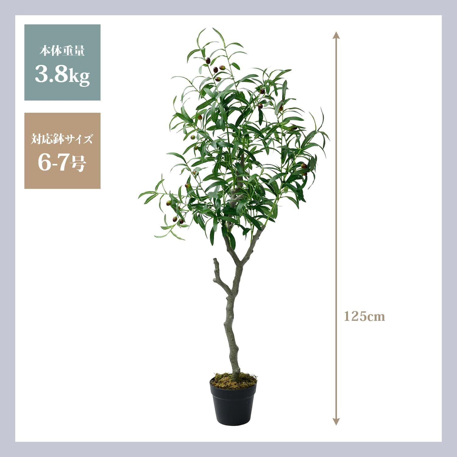 観葉植物 インテリア