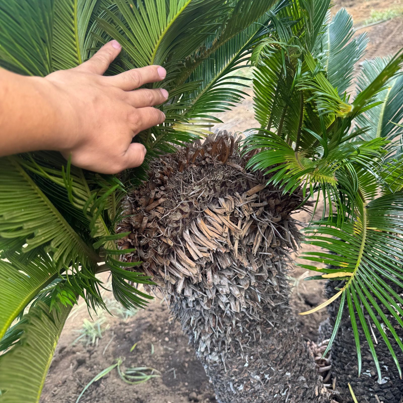 獅子ソテツ 蘇鉄 獅子ソテツ 獅子蘇鉄 蘇鉄 ソテツ 獅子、蘇鉄天然