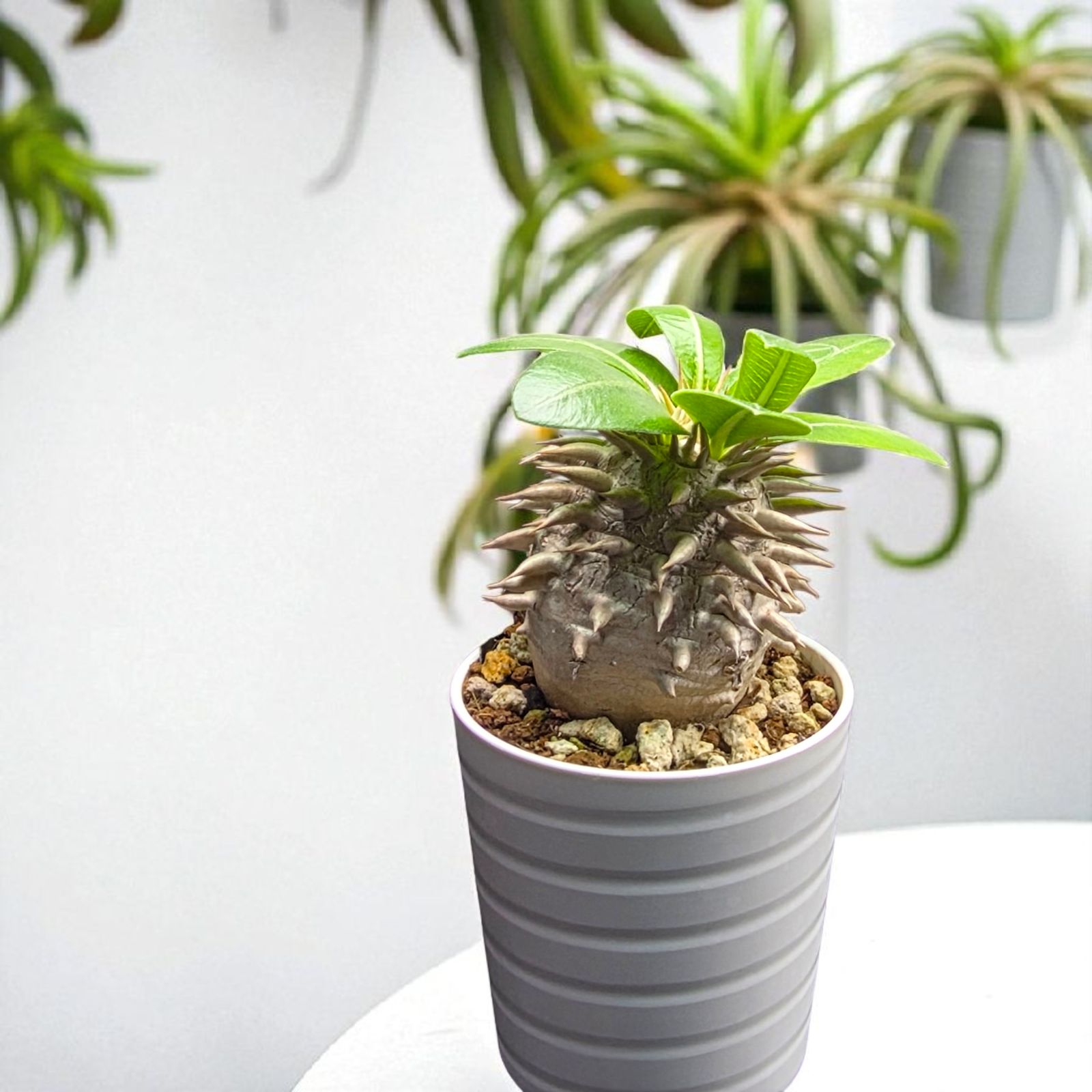 まん丸・美株】パキポディウム・エブレネウム (Pachypodium eburneum