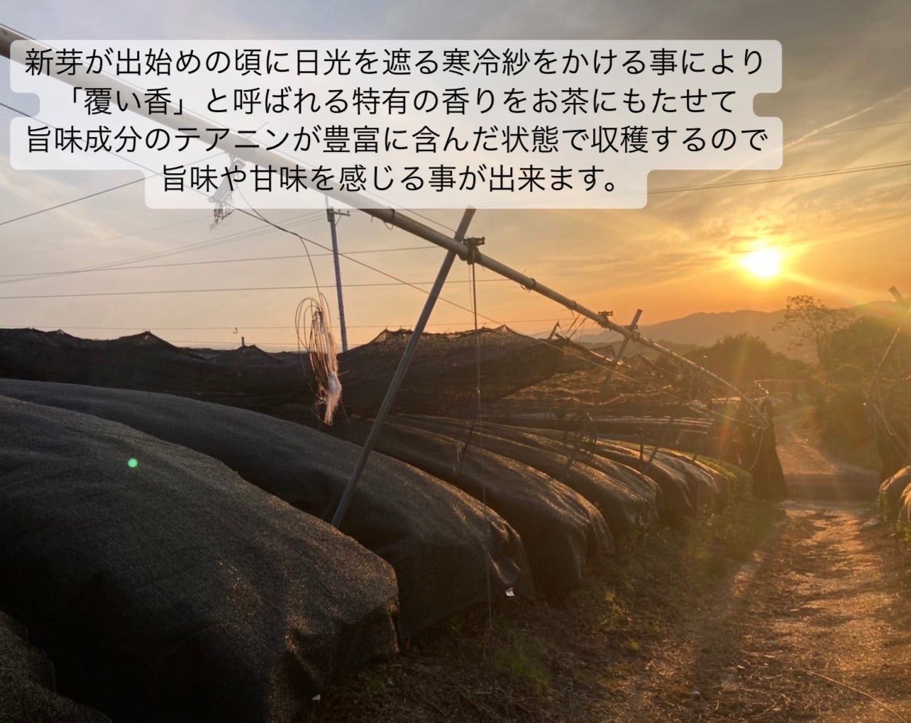 農家直送】宇治抹茶ラテ等4種飲み比べセット 20杯分 - メルカリ