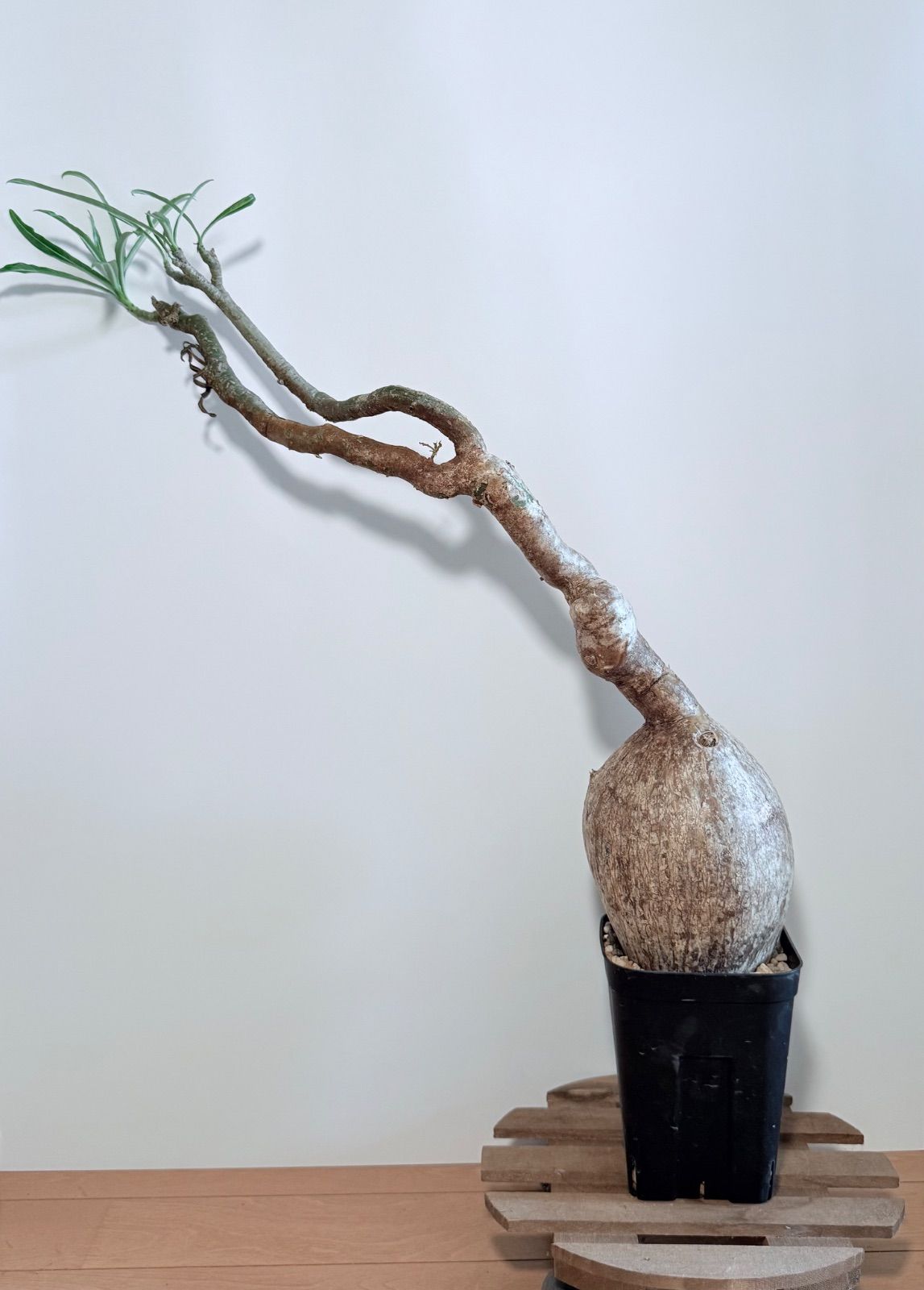 アデニウム　タコ足　美株 アデニウム タコ足 美株 | その他観葉植物