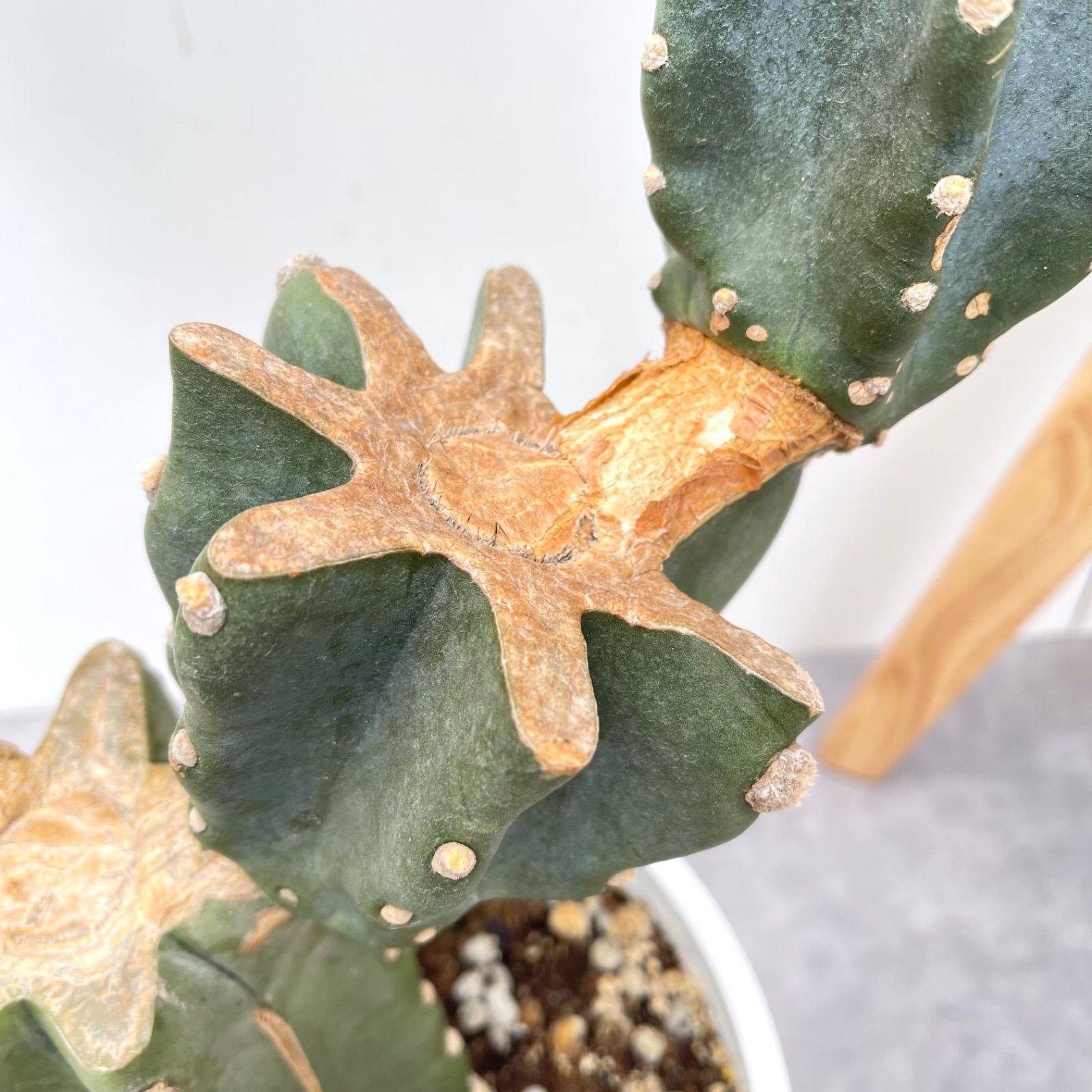 観葉植物 室内