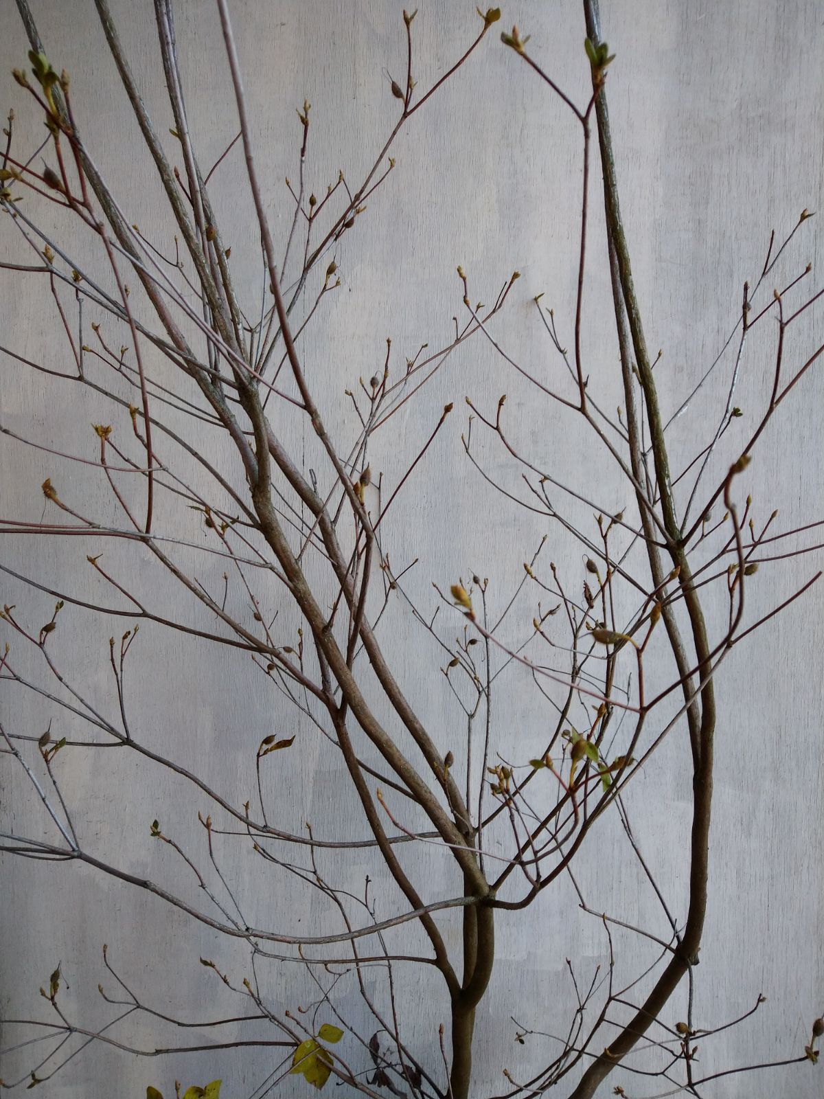 ミツバツツジツツジ白花