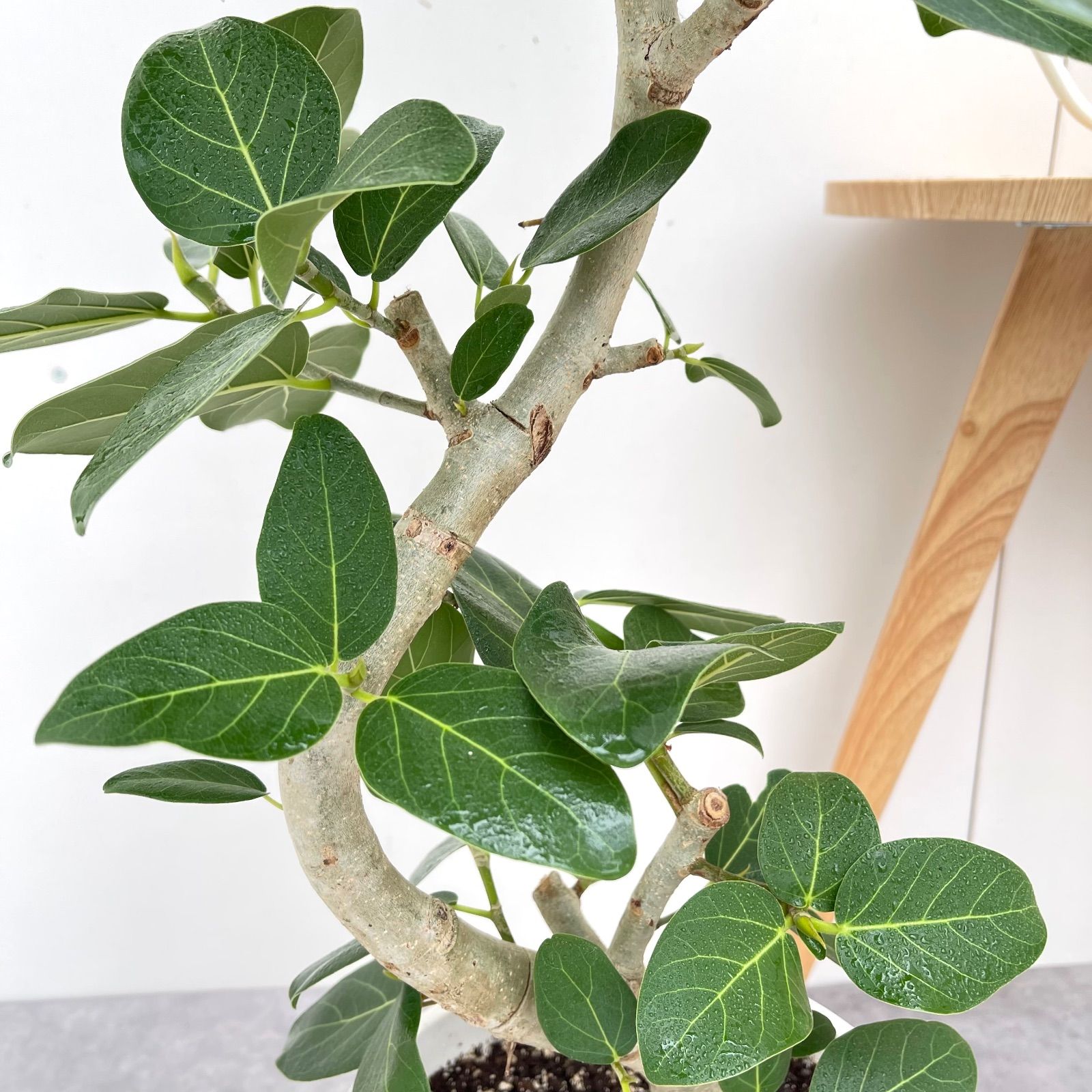 フィカス ベンガレンシス 曲がり 13【現品】観葉植物 大型 室内