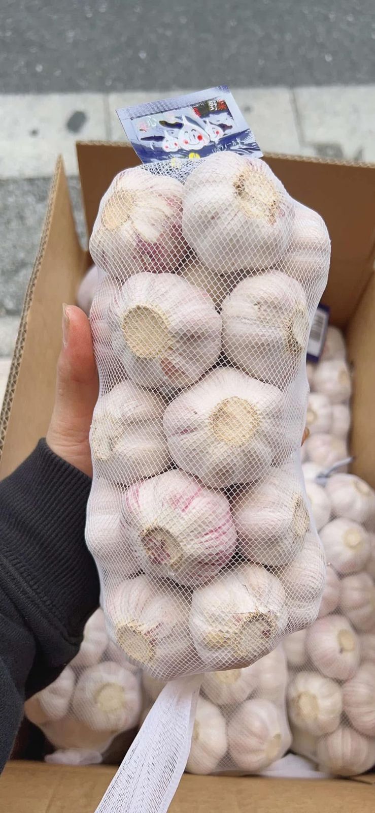 野菜セット３ 5月29日木曜日に入荷予定 入荷次第出荷 生鮮 10kgニンニク 10kgレモン 5kg生姜 特選