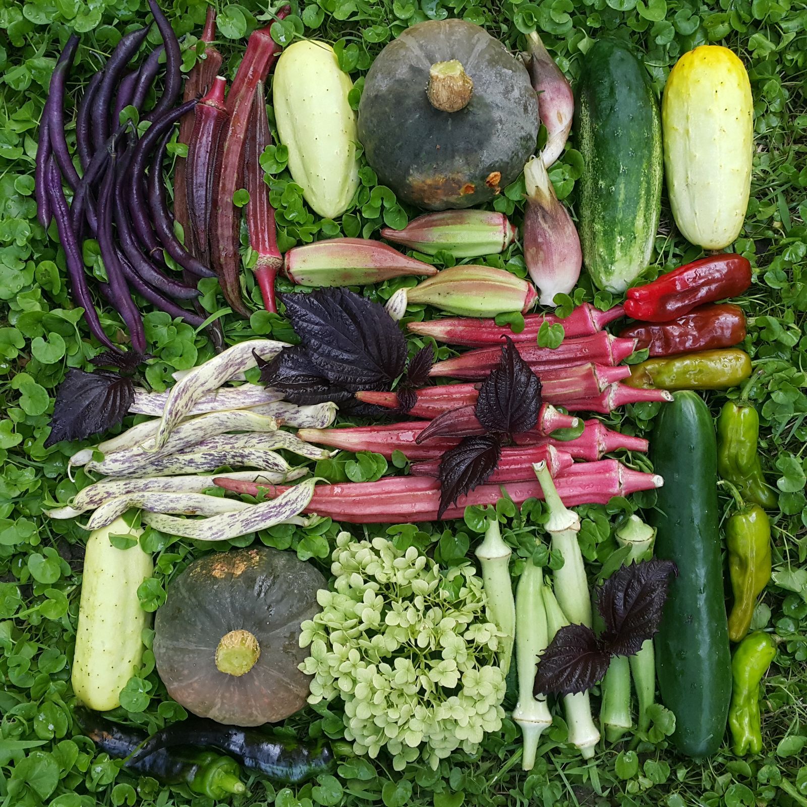 マーケターきゅうりの種(Marketer Cucumber・固定種) マーケターきゅうりの種(Marketer Cucumber・固定種) - メルカリ