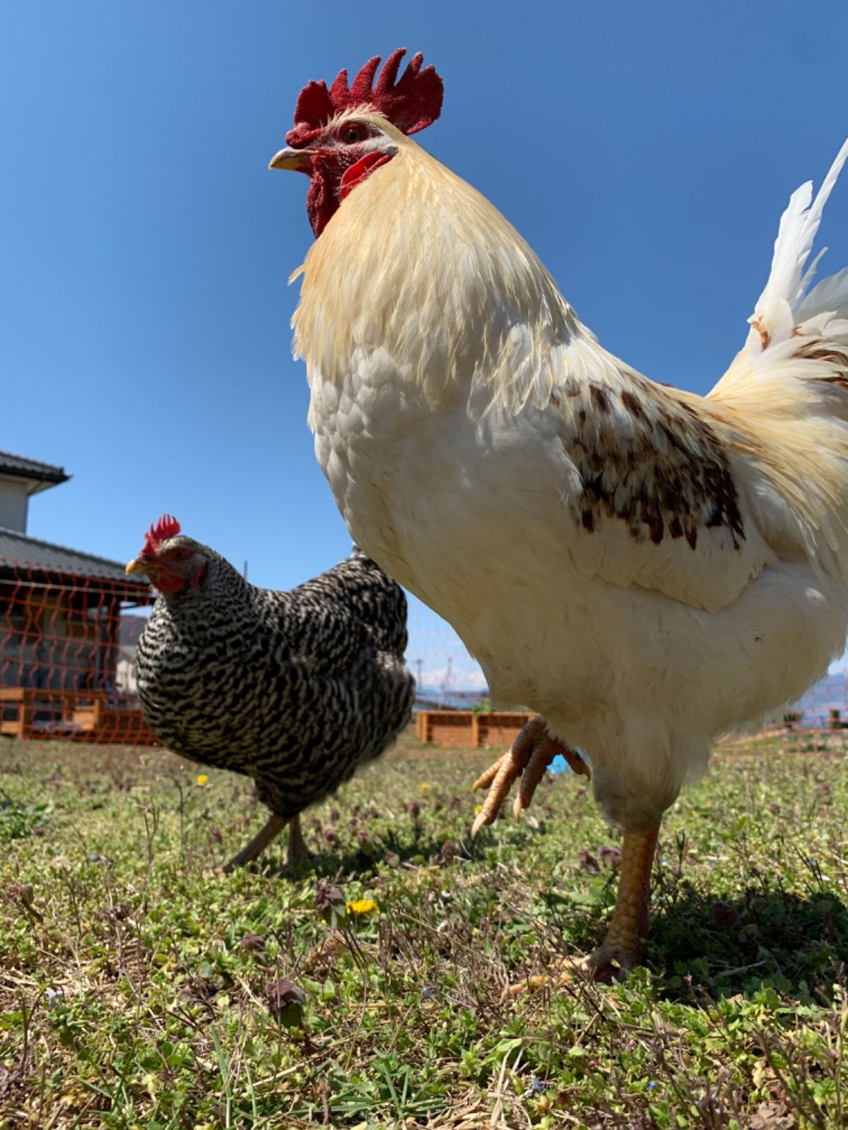 Nomadic Eggs 幸せ遊牧たまご 洗った卵 24個 - メルカリ 