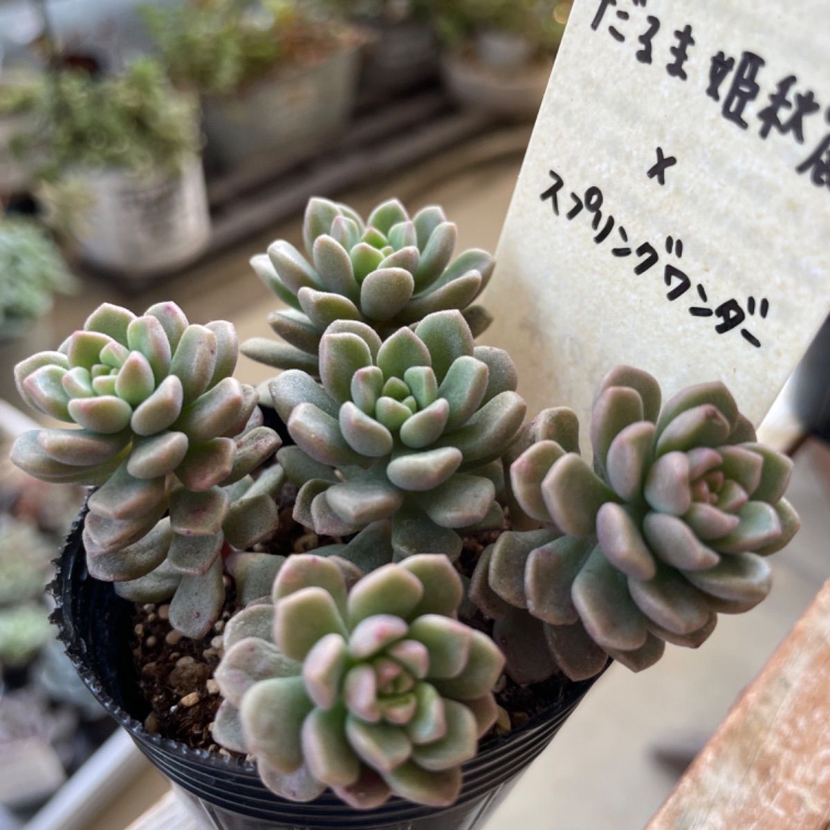 多肉植物 だるま姫秀麗×スプリングワンダー 3カット✂️ つぶつぶ屋 多肉植物 だるま姫秀麗×スプリングワンダー 3カット✂️ つぶつぶ屋