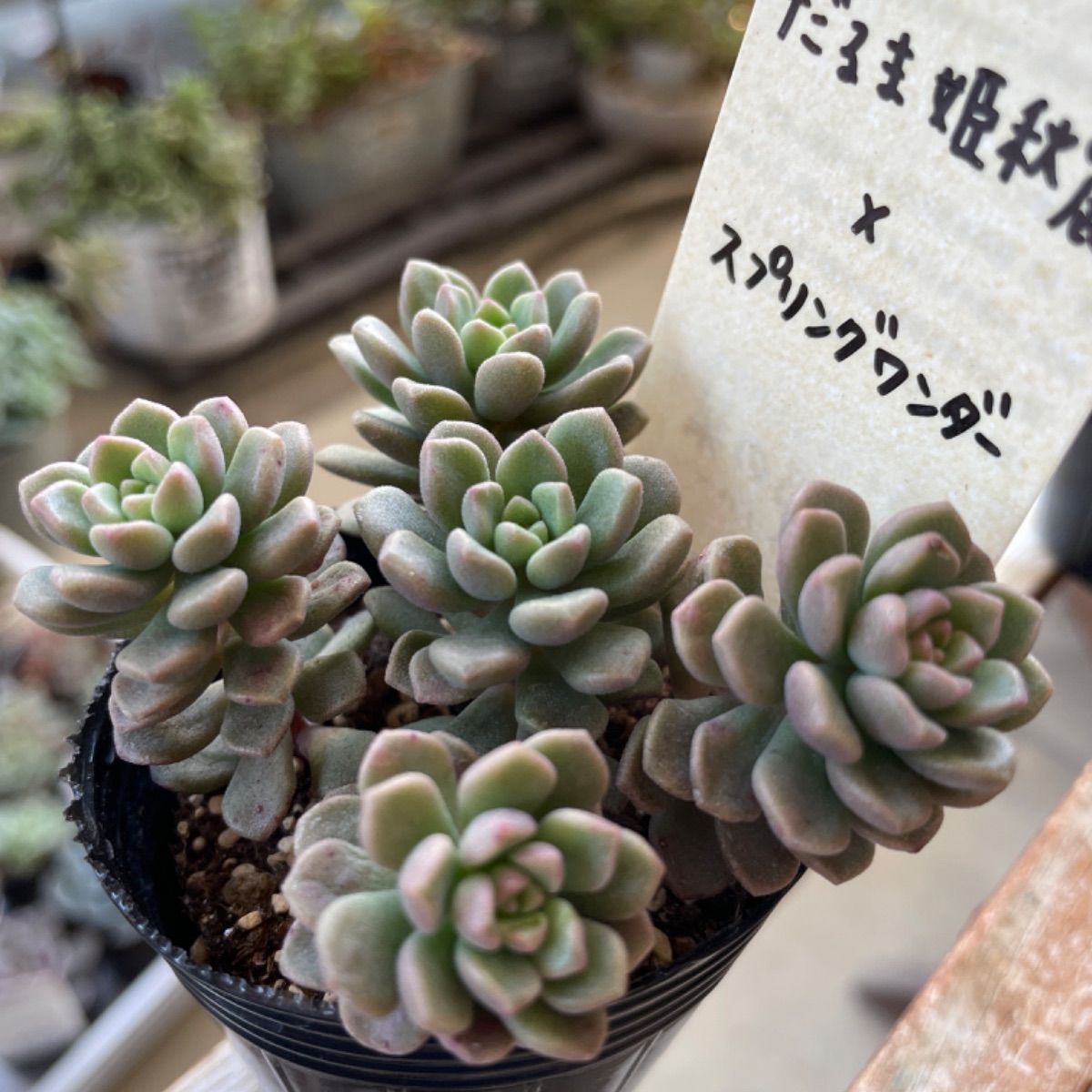 多肉植物 だるま姫秋麗✖️スプリングワンダー❣️札付き❗️抜き苗