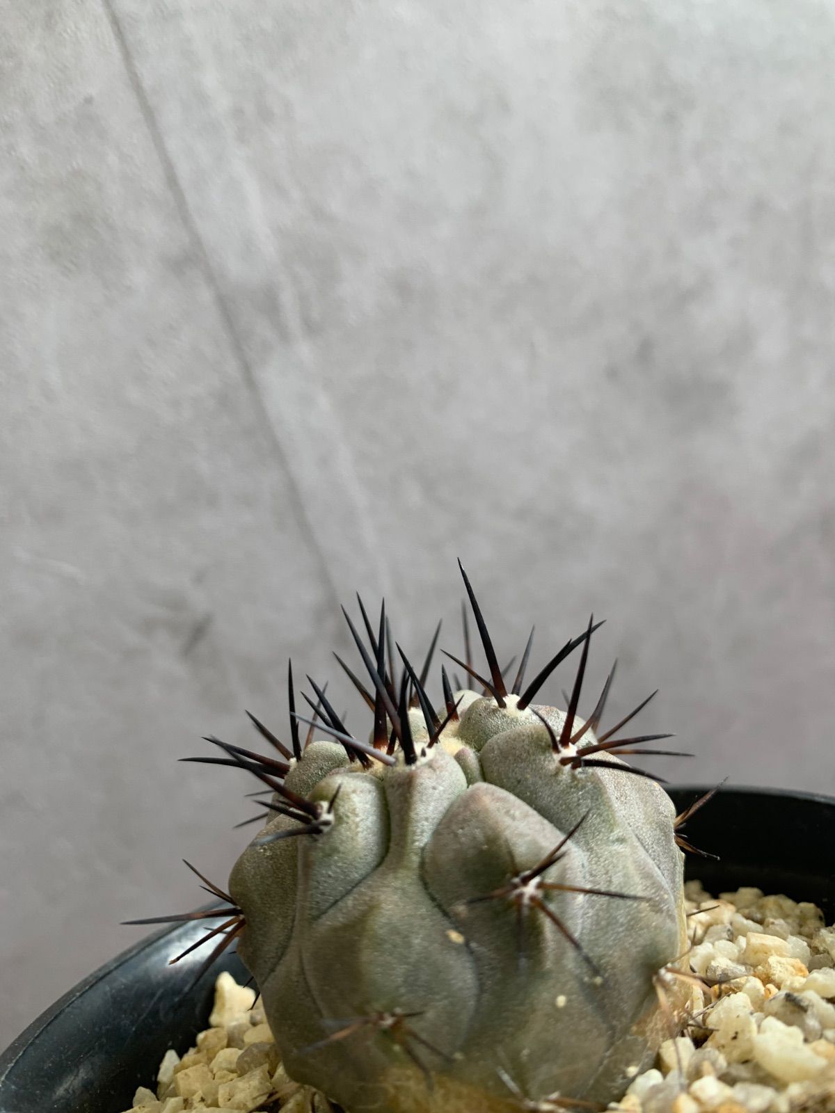 黒王丸